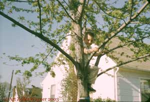 Art in his climbing tree, Linthicum, MD, spring 1960