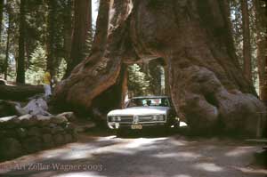 Seeing America First with the Wagner family, Sequoia National Forest, California, 1968